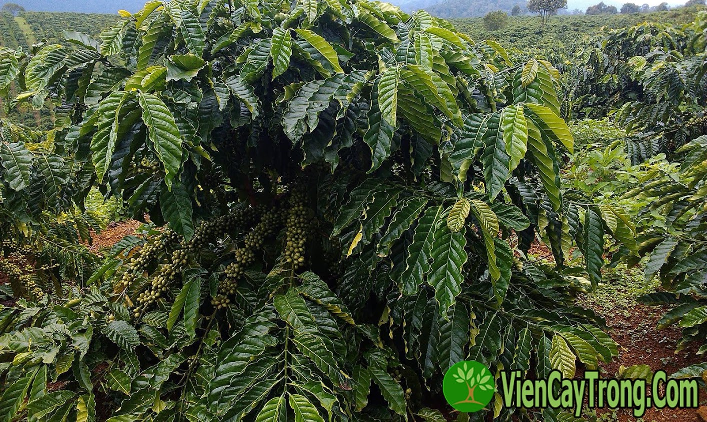 Cà phê XANH LÙN TS5 - Cung hạt giống và cây giống đầu dòng
