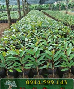 cay giong sau rieng musang king