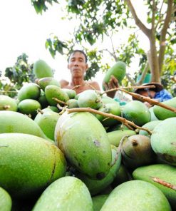 giong xoai dai loan 2018
