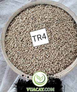 hat giong ca phe tr 4