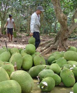 hinh anh mit thai