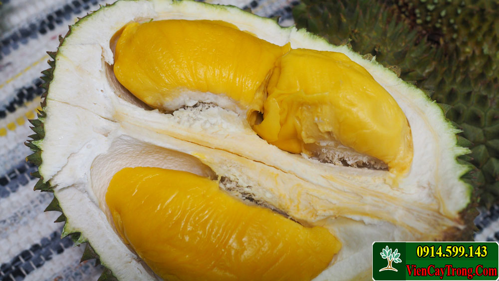 musang king durian
