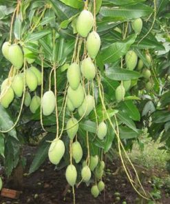 xoai thai lan