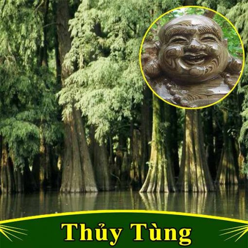 hinh anh cay thuy tung thong nuoc