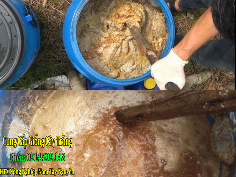 cách ủ đạm cá cho sầu riêng