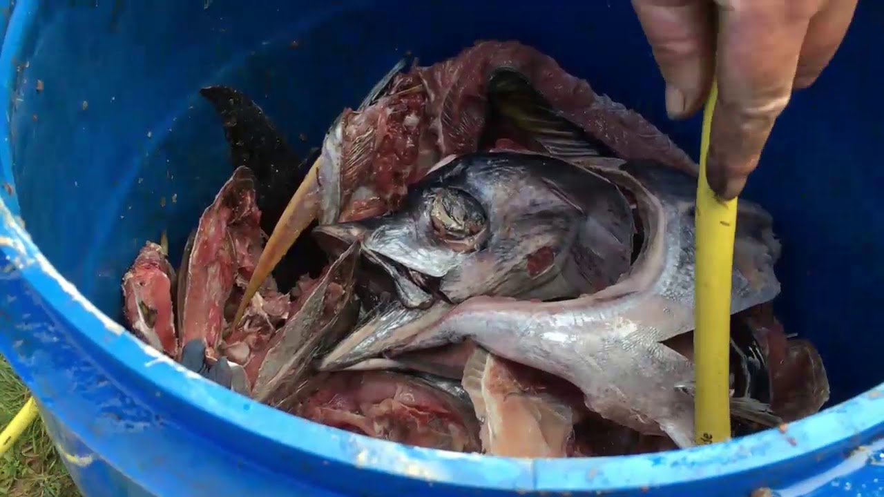 đạm cá là gì