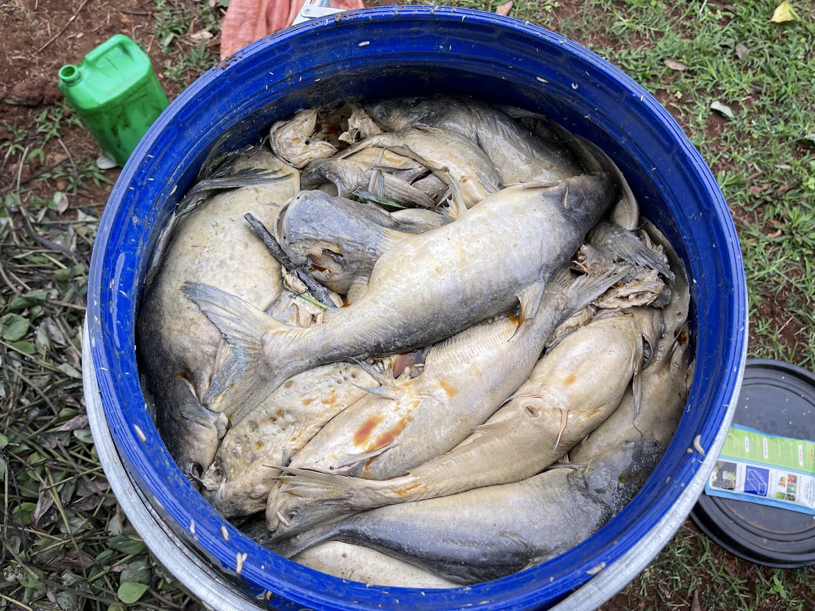 đạm cá. Sử dụng đạm cá