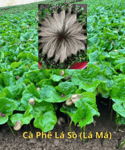 CÀ LÁ SÒ