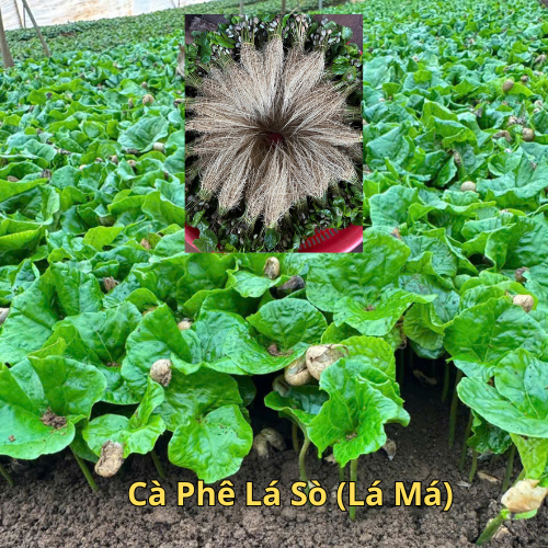 Cà Phê Lá Sò (Lá Má)