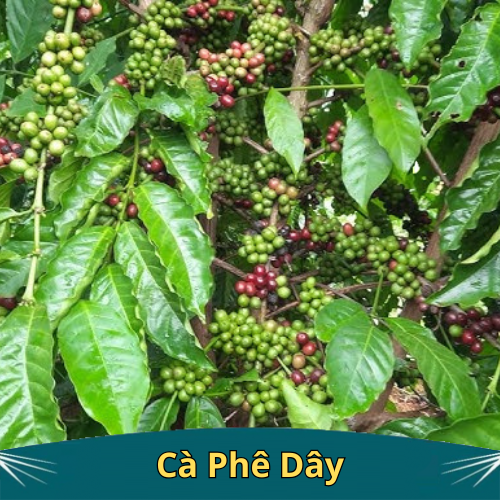 ban giong ca phe day ban giong ca phe day