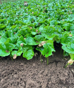 ban giong ca phe la ma