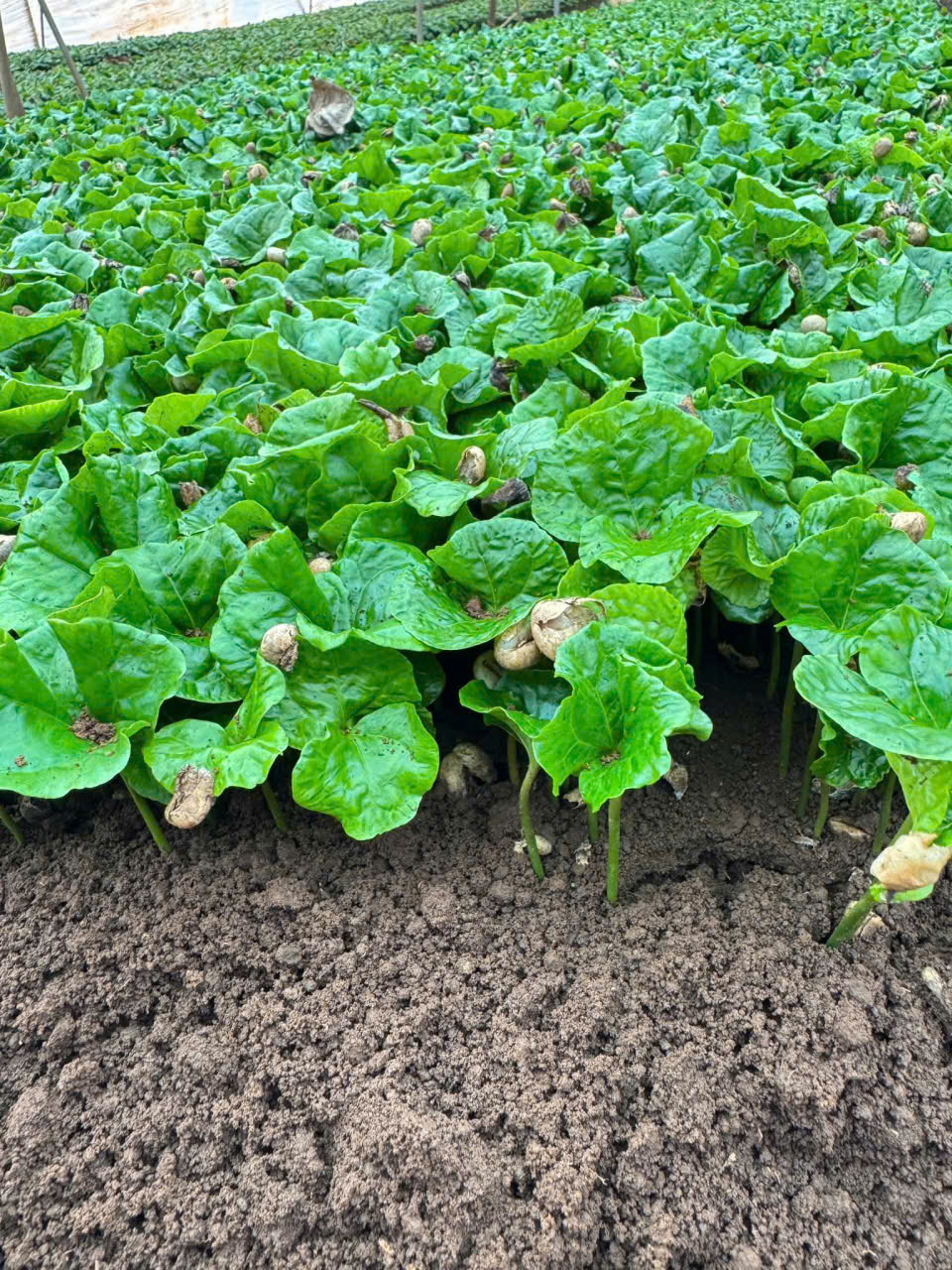 ban giong ca phe la ma