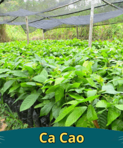 ban giong cay Ca Cao