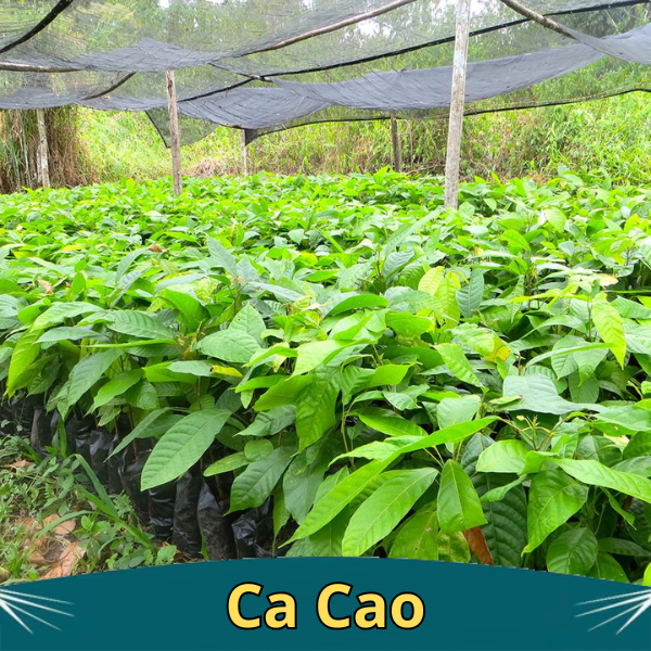 ban giong cay Ca Cao ban giong cay Ca Cao