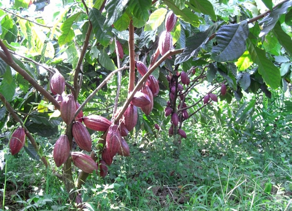 ban giong cay cao cao